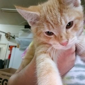 Meet your Posher, Angela